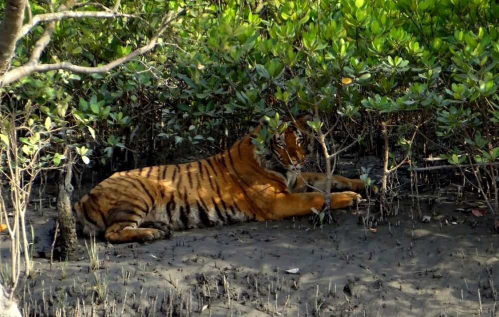 सुपर साइक्लोन अम्फान: सुंदरबन पर मंडरा रहा है अम्फान का खतरा