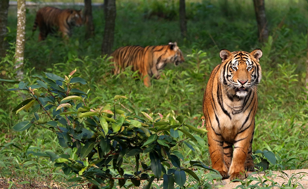 सुपर साइक्लोन अम्फान: सुंदरबन पर मंडरा रहा है अम्फान का खतरा