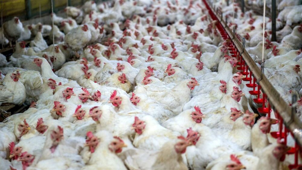 Bird Flu