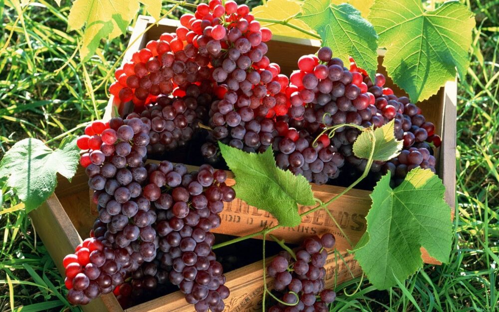 10 health benefits of grapes