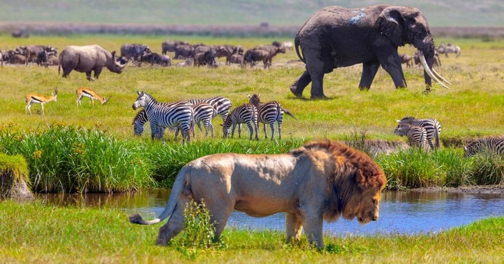 Biodiversity