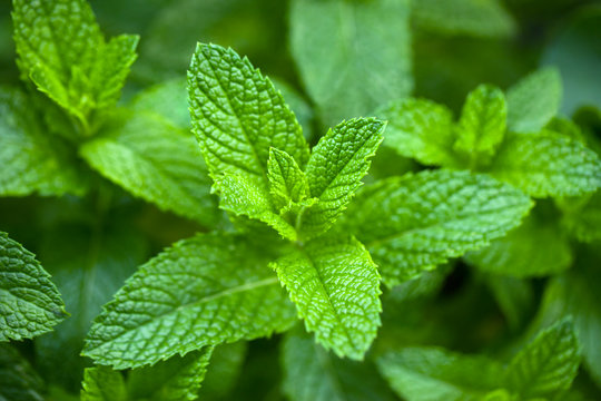 Mint benefits in hindi