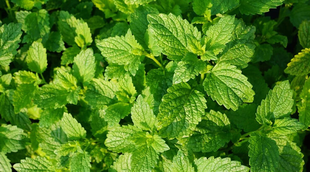 Pudina