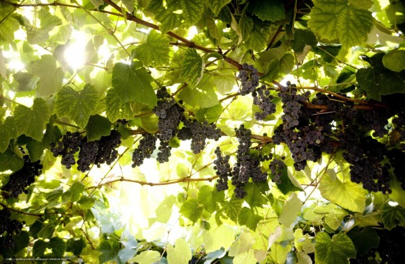 benefits of grapes
