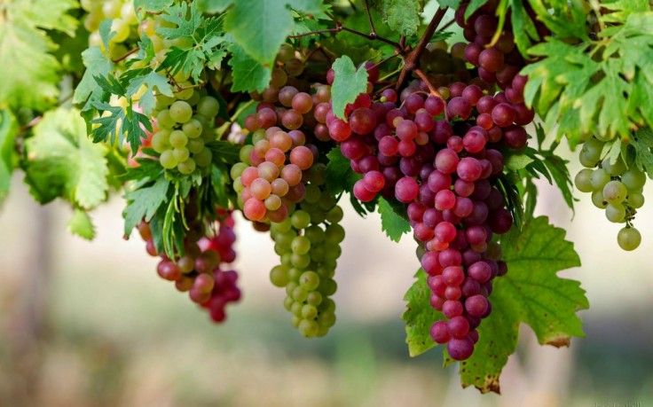 health benefits of grapes in hindi