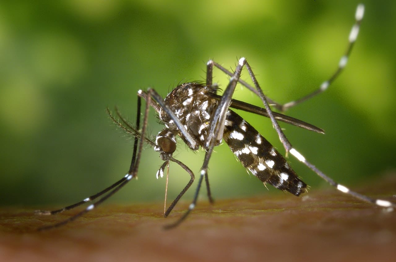 Interesting Facts About Mosquitoes