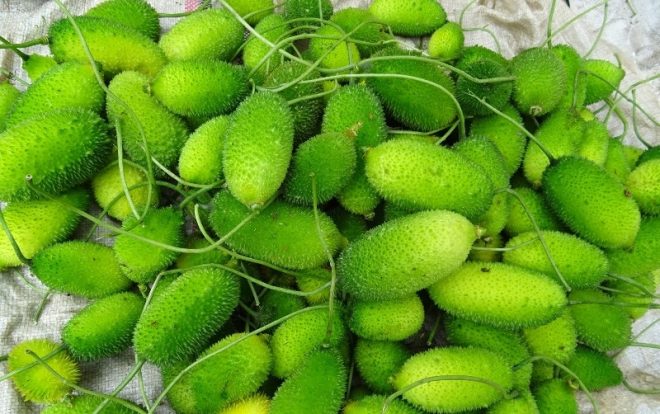 Spiny Gourd Benefits