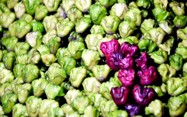 Health Benefits of Water Chestnut