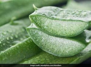aloe vera